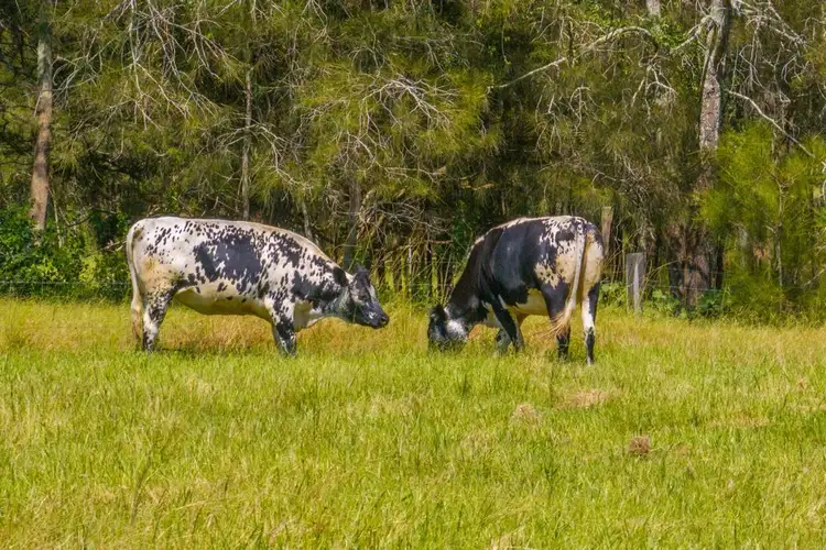 426 Sancrox Road, Sancrox NSW 2446