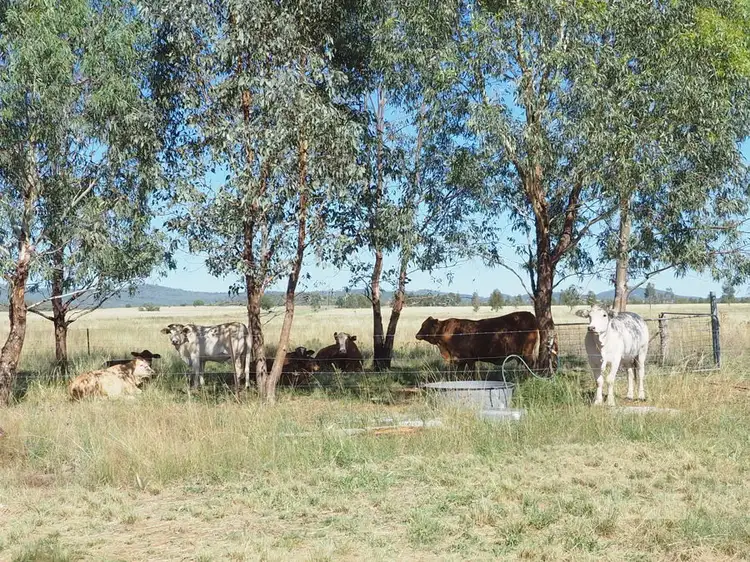 Main view of Homely land listing, 4051 Elcombe Road, Bingara NSW 2404