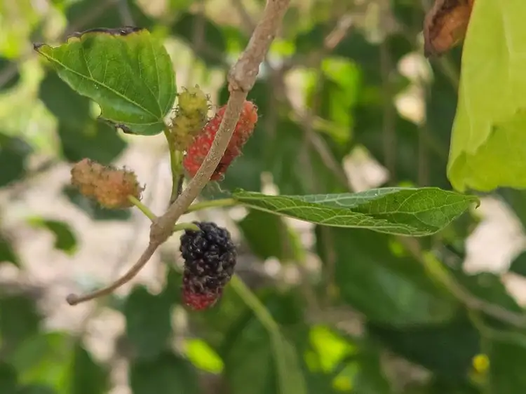 Seventh view of Homely land listing, 7 Ayers Road, Gundiah QLD 4650