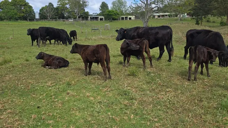 Second view of Homely rural property listing, 102 Fishers Ridge Rd, Mortons Creek NSW 2446