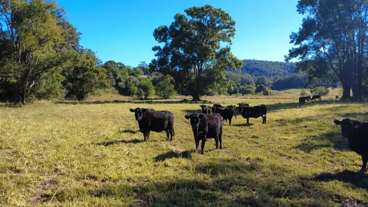 Fourth view of Homely rural property listing, 102 Fishers Ridge Rd, Mortons Creek NSW 2446