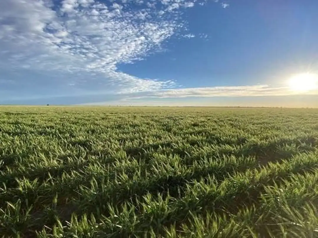 Main view of Homely rural property listing, Glenallyn & Pratts Hut, Brewarrina NSW 2839