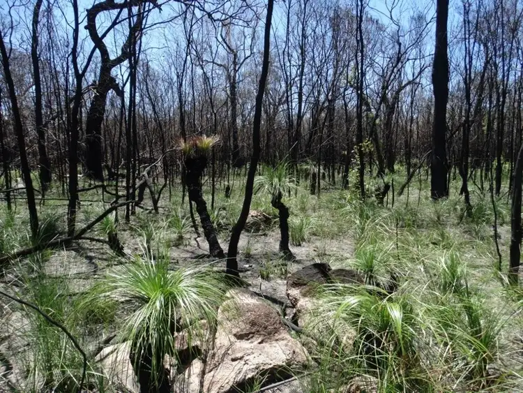 Seventh view of Homely rural property listing, Lot 27 Matchbox Road, Deepwater QLD 4674