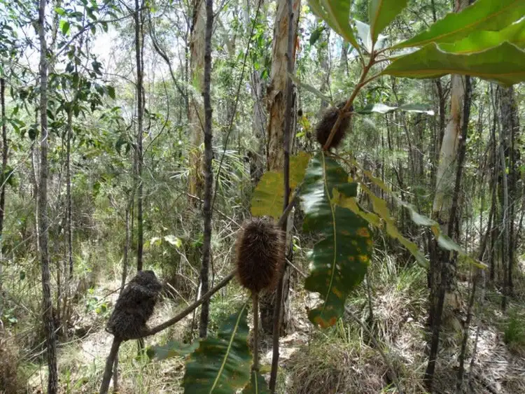 Fifth view of Homely rural property listing, Lot 33 Matchbox Road, Deepwater QLD 4674