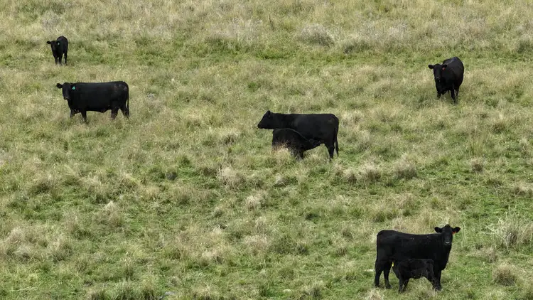 Second view of Homely rural property listing, The Glen, Berrigal NSW 2390