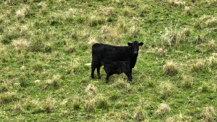 Sixth view of Homely rural property listing, The Glen, Berrigal NSW 2390
