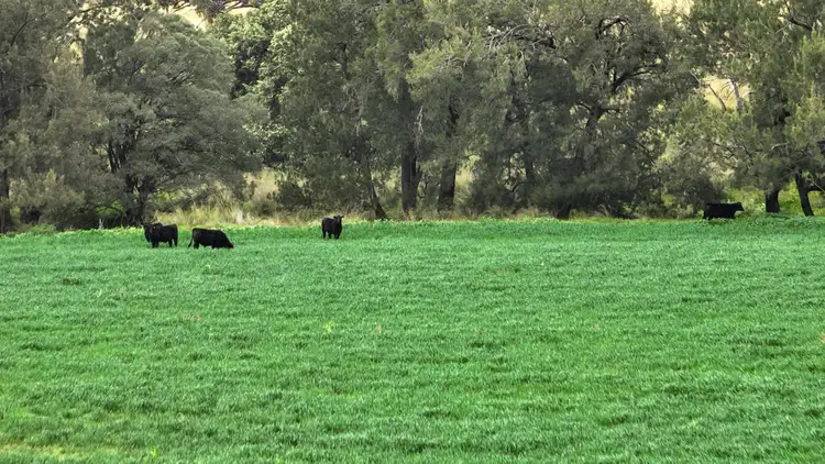 Seventh view of Homely rural property listing, The Glen, Berrigal NSW 2390