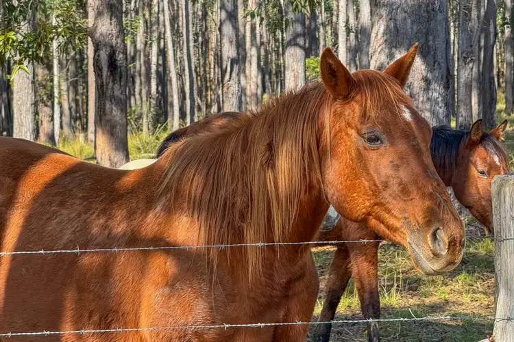 Second view of Homely rural property listing, 1540 Collombatti Road, Collombatti NSW 2440