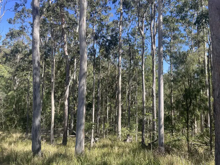 Candido Rise, New Italy NSW 2472