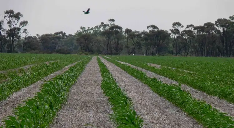 Fourth view of Homely rural property listing, North Prairie, Moree NSW 2400