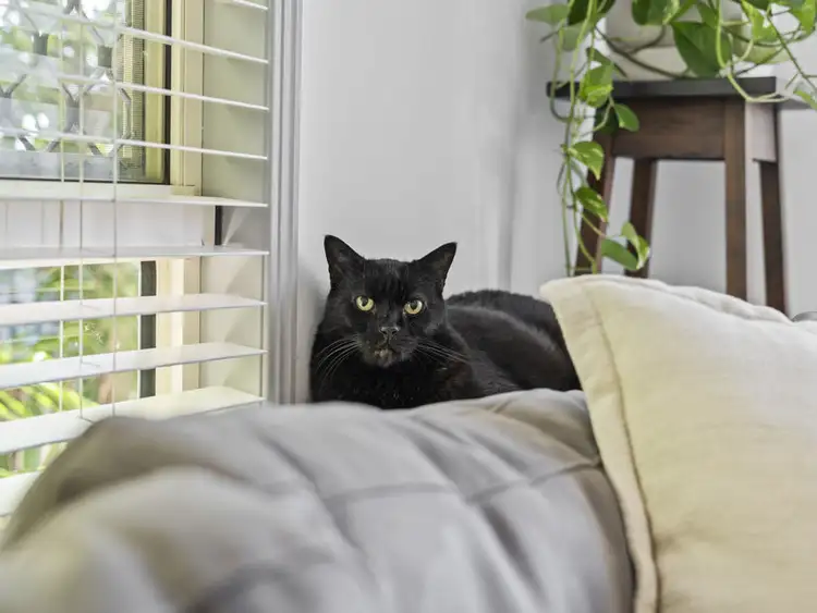 Third view of Homely townhouse listing, 2/63 Hill Crescent, Carina Heights QLD 4152