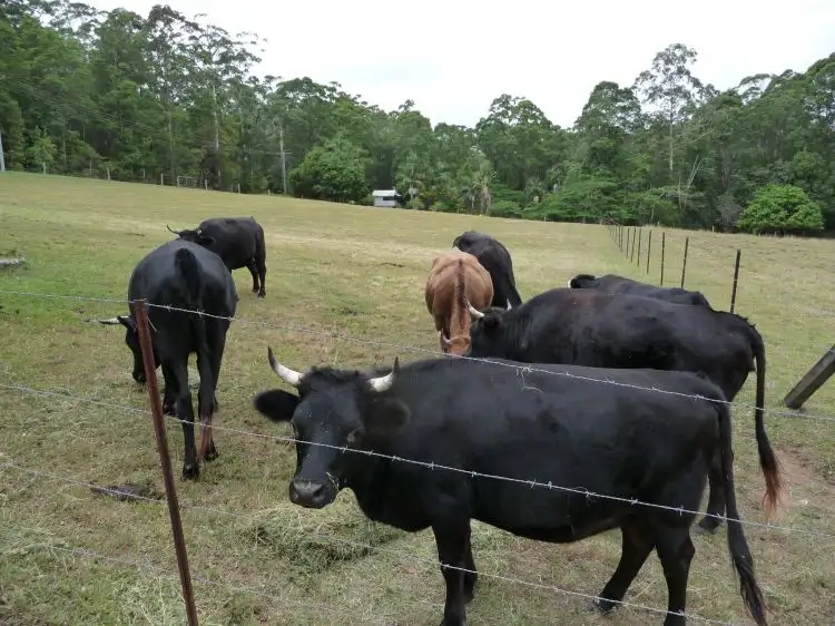 Fifth view of Homely house listing, 130 Sheahans Road, Yandina QLD 4561