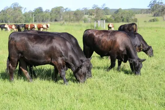 Third view of Homely rural property listing, Address available on request