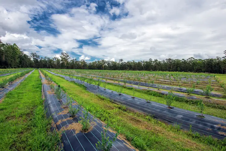 Main view of Homely rural property listing, 684 & 720 Parker Road, Lanitza NSW 2460