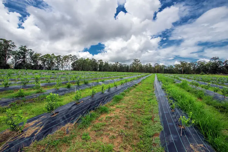 Fourth view of Homely rural property listing, 684 & 720 Parker Road, Lanitza NSW 2460