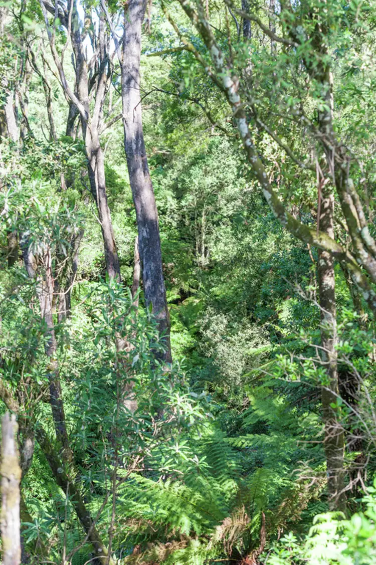 Seventh view of Homely rural property listing, 4880 Great Ocean Road, Lavers Hill VIC 3238