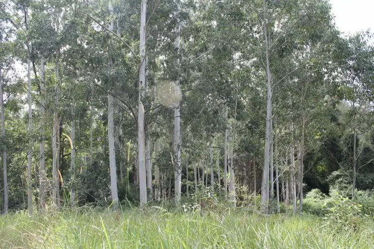 Sixth view of Homely rural property listing, 393 Dam Access Road, Ghinni Ghi, Kyogle NSW 2474