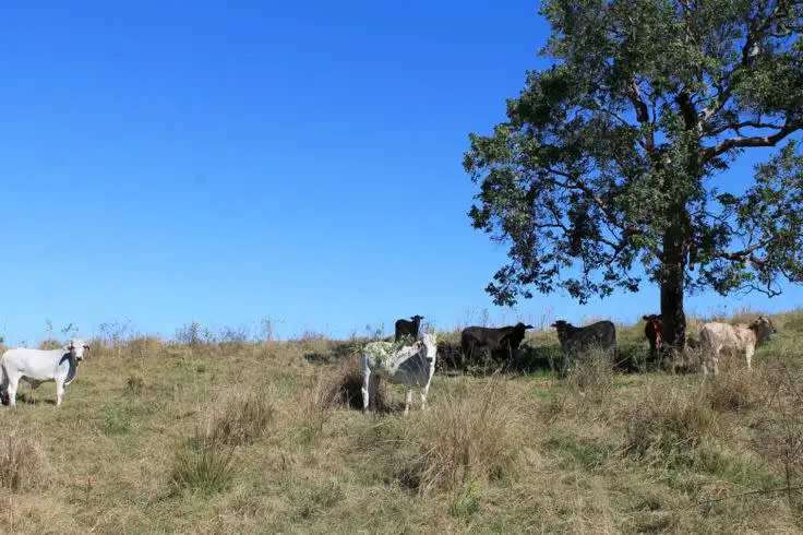 Fifth view of Homely rural property listing, Lot 9 - 10 Blackhorse Creek Road, Kyogle NSW 2474