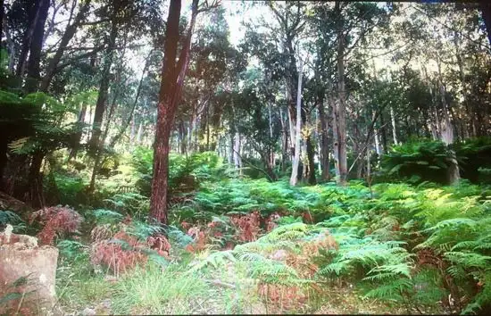 Fourth view of Homely land listing, Lot 2 Ribbon Gum Road, Braidwood NSW 2622