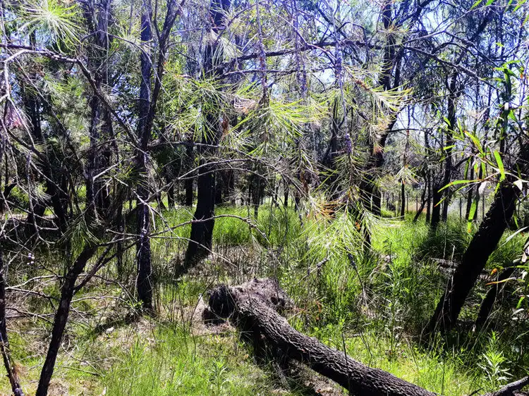 Main view of Homely land listing, 82 Gorokan Road, Wyee NSW 2259