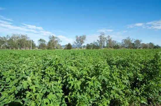 Fourth view of Homely rural property listing, 250 Blairmore Lane, Aberdeen NSW 2336