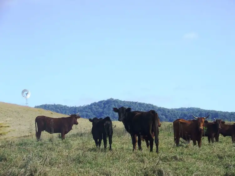 Second view of Homely rural property listing, 312 Carrai Road, Willi Willi NSW 2440