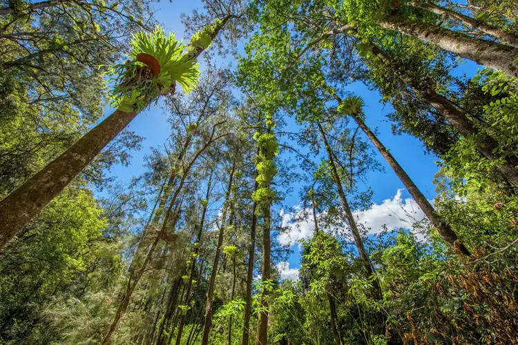 Sixth view of Homely rural property listing, 755 Summervilles Road, Thora, Bellingen NSW 2454