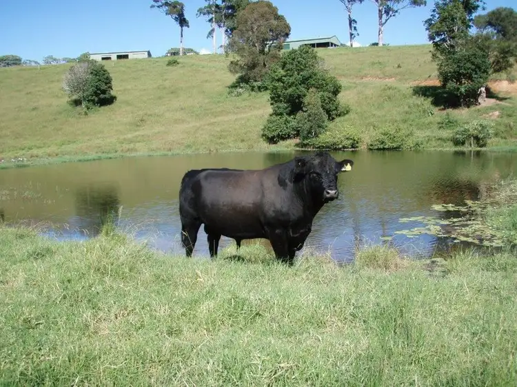 Main view of Homely rural property listing, 95 Murrays Road, Bucca Wauka NSW 2429