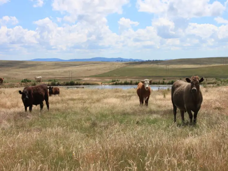 Third view of Homely rural property listing, 300 Dog Trap Road, Yass NSW 2582