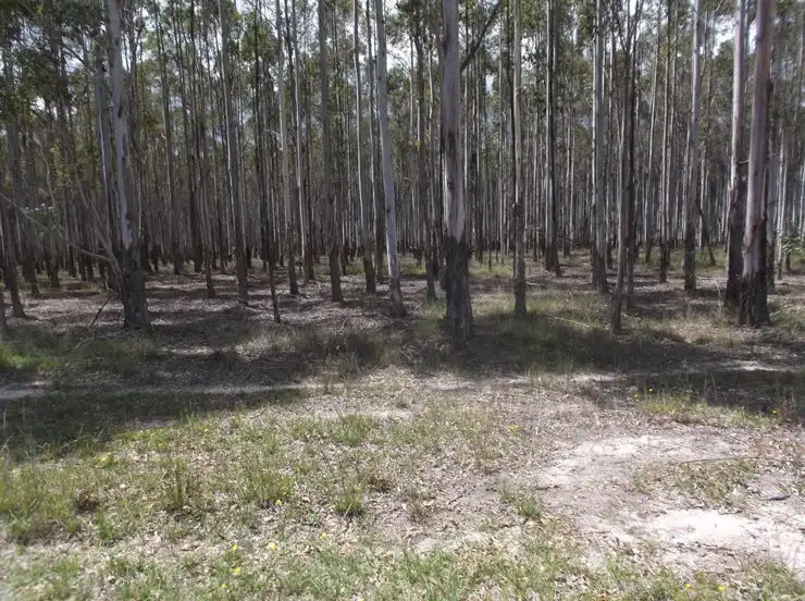 Fourth view of Homely rural property listing, 204 Wylie Creek Road, Wylie Creek NSW 2372