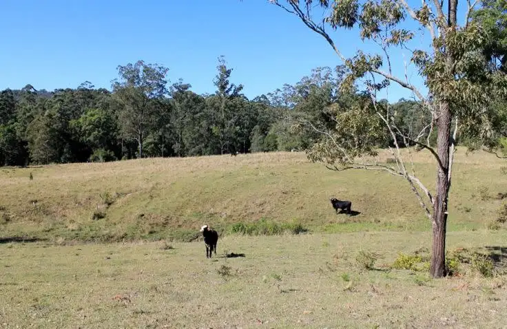 Seventh view of Homely rural property listing, Lot 1 & Lot 117 Davis Road, Green Pigeon, Kyogle, Kyogle NSW 2474