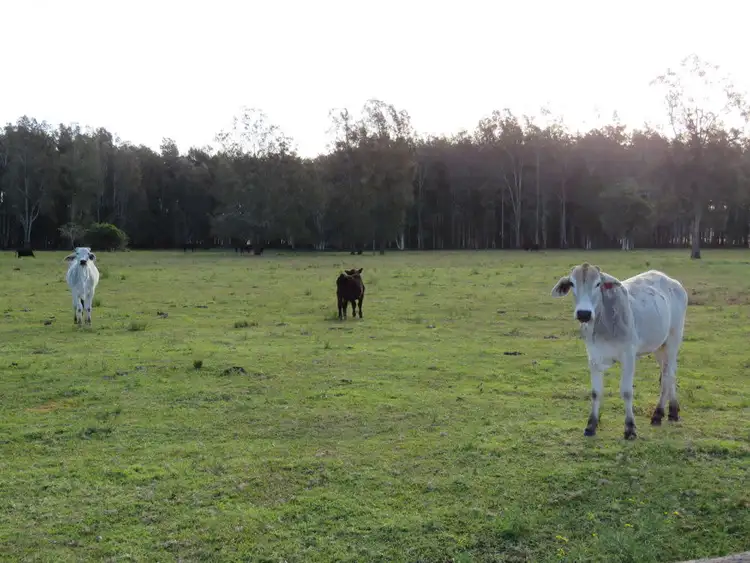 Seventh view of Homely rural property listing, 653 Maria River Road, Crescent Head NSW 2440