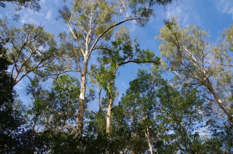 Seventh view of Homely land listing, 16 Little Springs Lane, Lake Macdonald QLD 4563