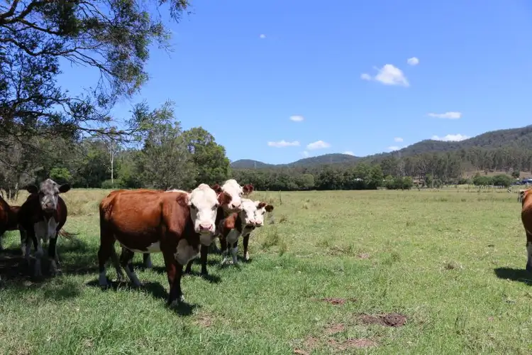 Second view of Homely house listing, 1021 Dooralong Road, Dooralong NSW 2259