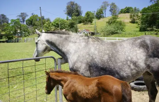Seventh view of Homely rural property listing, 169 Dairyville Road, Upper Orara NSW 2450