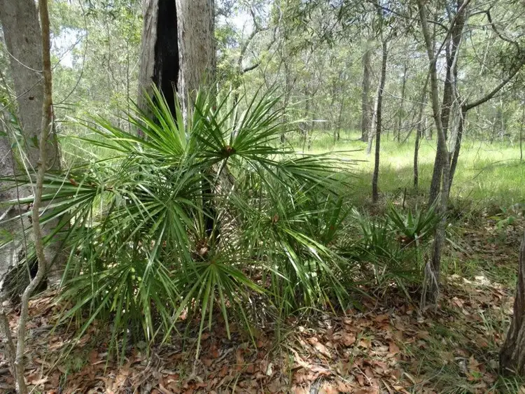 Fourth view of Homely rural property listing, Lot 55 Pacific Drive, Deepwater QLD 4674