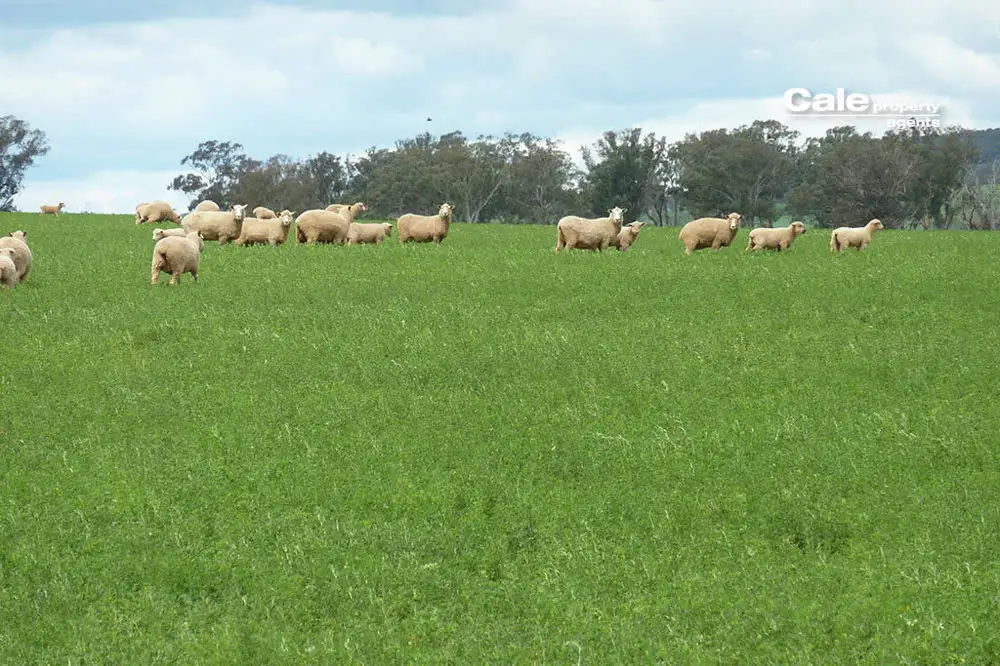 Main view of Homely rural property listing, 1439 Avonside Road, Dunedoo NSW 2844