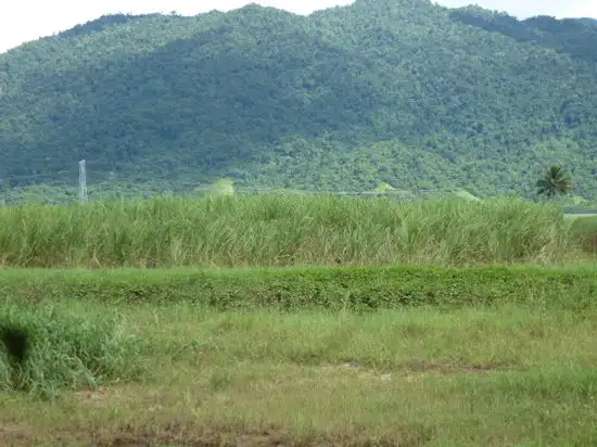 Second view of Homely rural property listing, 2233 Clyde Road, Babinda QLD 4861