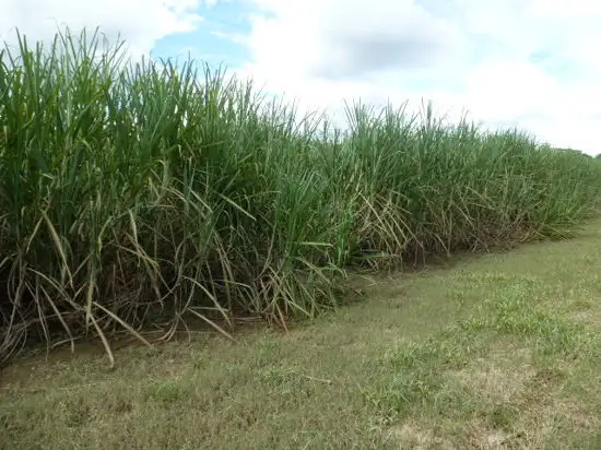 Third view of Homely rural property listing, 2233 Clyde Road, Babinda QLD 4861