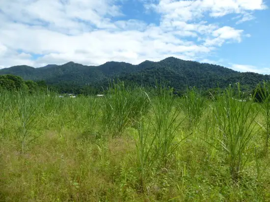 Main view of Homely land listing, 1 The Boulders Road, Babinda QLD 4861