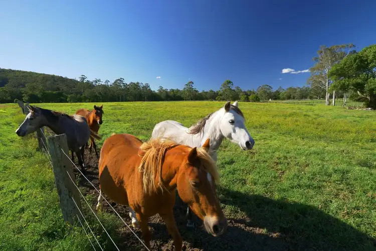 Fourth view of Homely rural property listing, 373 Yarramalong Road, Wyong Creek NSW 2259