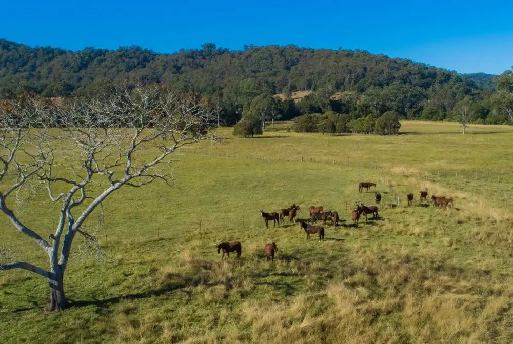 Main view of Homely rural property listing, 301 Gum Scrub ROad, Gum Scrub NSW 2441