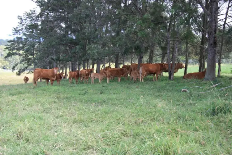 Fifth view of Homely rural property listing, 132 Wilsons Pocket Road, Wilsons Pocket QLD 4570