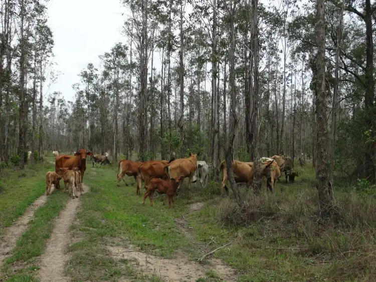 Fourth view of Homely rural property listing, Lot 31 Lowmead Road, Miriam Vale QLD 4677