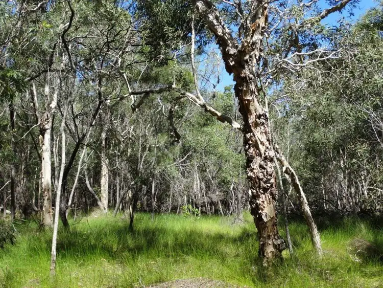 Second view of Homely rural property listing, Lot 157 Capricornia Drive, Deepwater QLD 4674