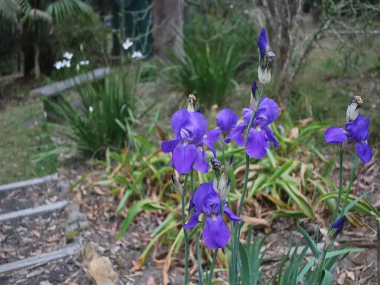 Fifth view of Homely rural property listing, 38 Private Road 1, Bucketty NSW 2250