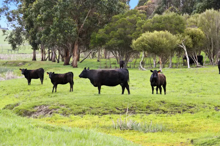 Main view of Homely rural property listing, 975 Birregurra-Deans Marsh Road, Birregurra VIC 3242