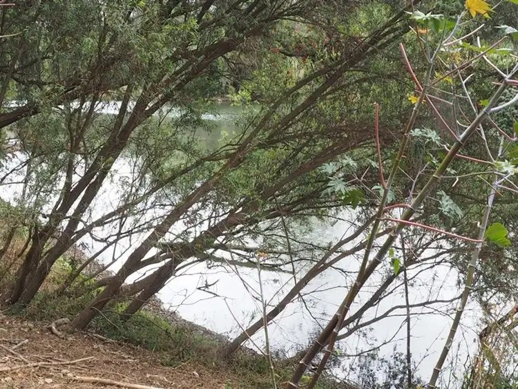 Third view of Homely land listing, 210 Caulleys Road, Paterson QLD 4570