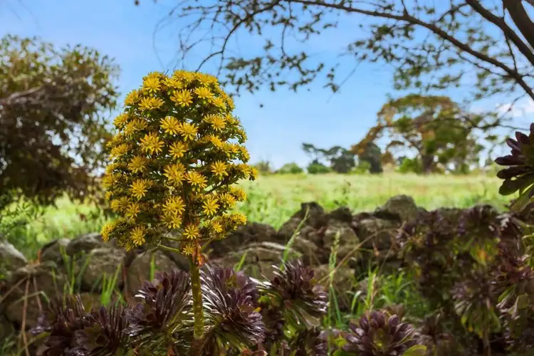 Fifth view of Homely land listing, Lot 6, 14 McCarthys Road, Warrion VIC 3249