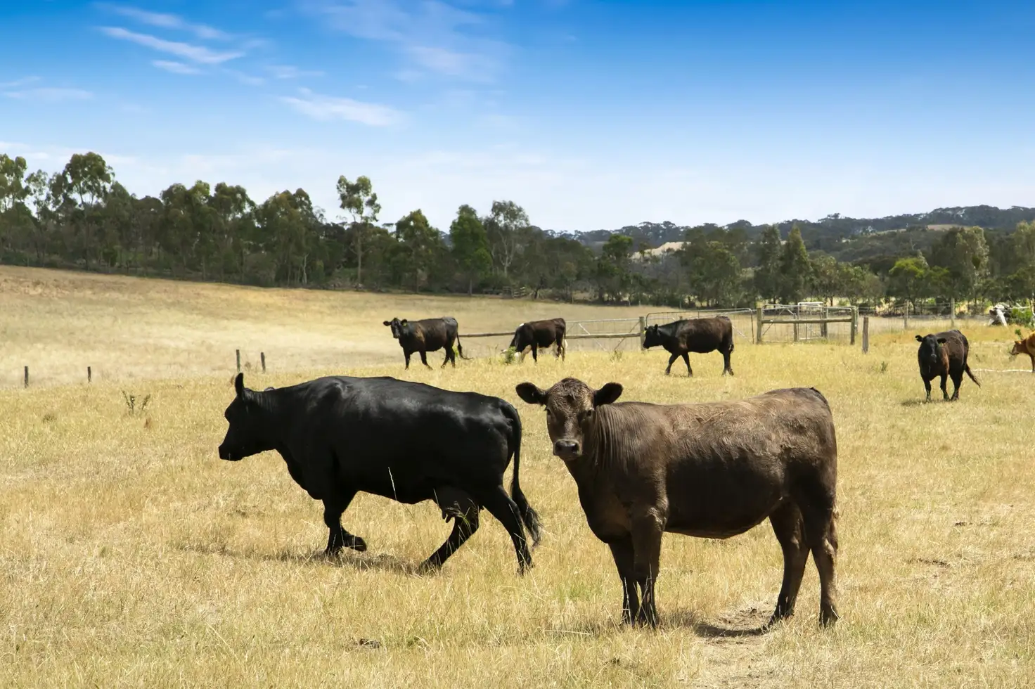 Main view of Homely rural property listing, 144 Robertson Road, Lethbridge VIC 3332